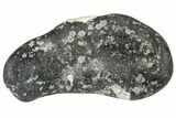 Fossil Whale Ear Bone - Miocene #177805-1